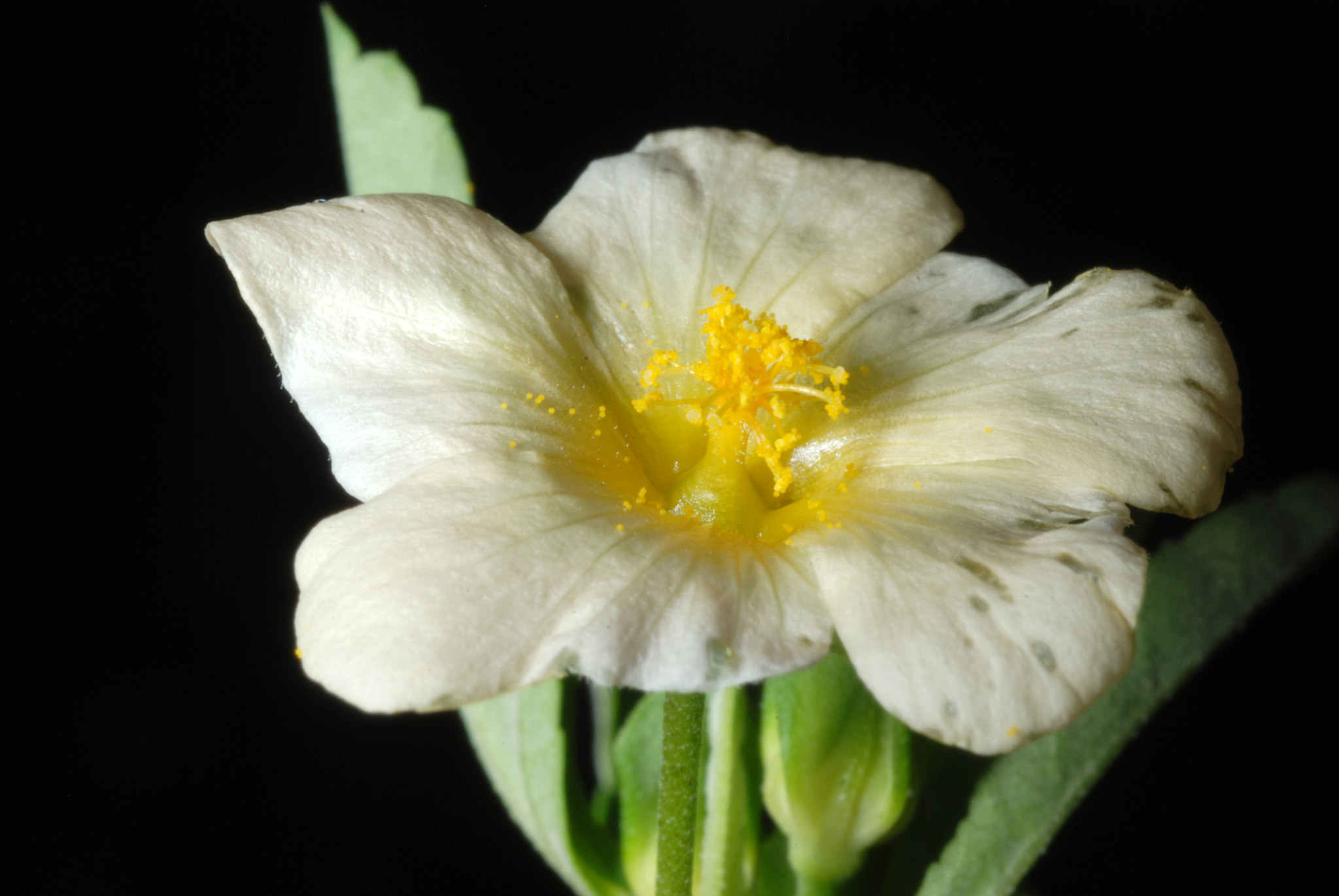 Sida rhombifolia
